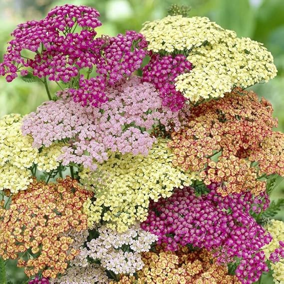 Mixed yarrow blumen in garten borders