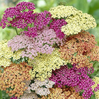 Mixed yarrow blumen in garten borders