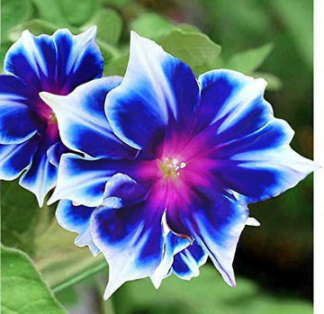Morning glory blumen in garten borders