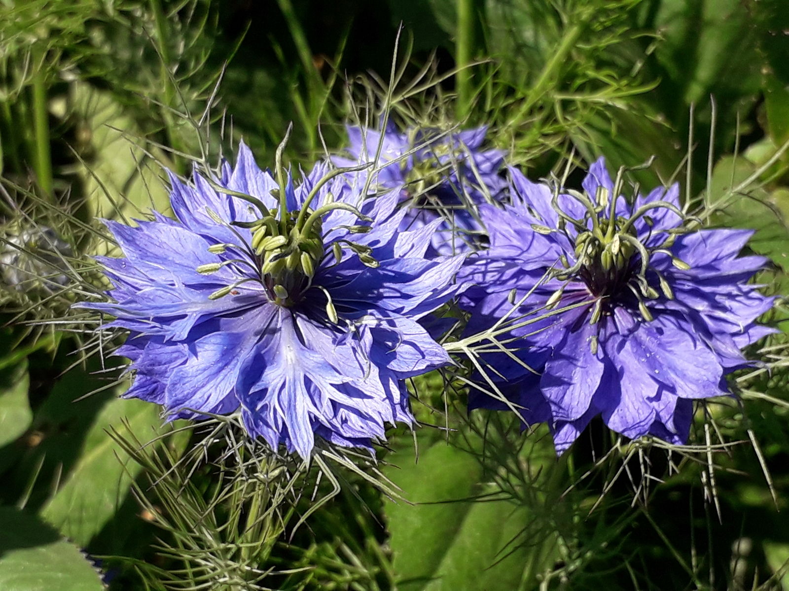 Nigella damascena blumen in garten borders