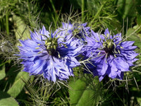 Nigella damascena blumen in garten borders