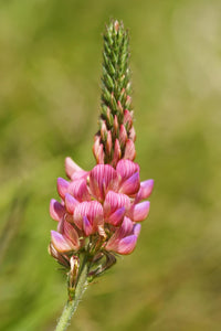 Onobrychis meadow blumen in garten borders