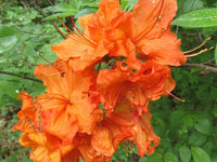 Orange azalea blumen in garten borders
