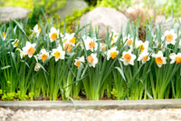Orange daffodil blumen in garten borders