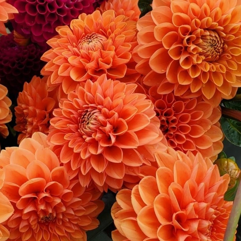 Orange dahlia blumen in garten borders