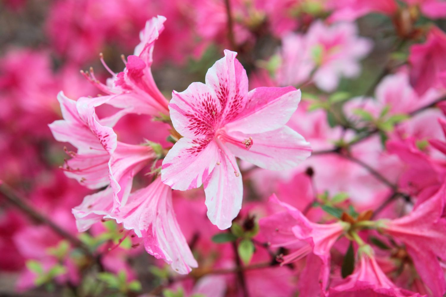 Rosa azalea blumen in garten borders