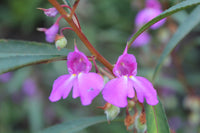 Lila impatiens balsamina along garten borders