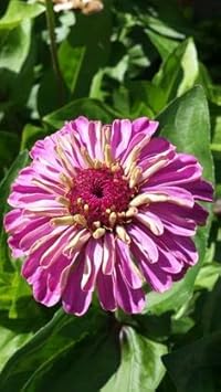 Lila & gelb zinnia blumen in garten borders