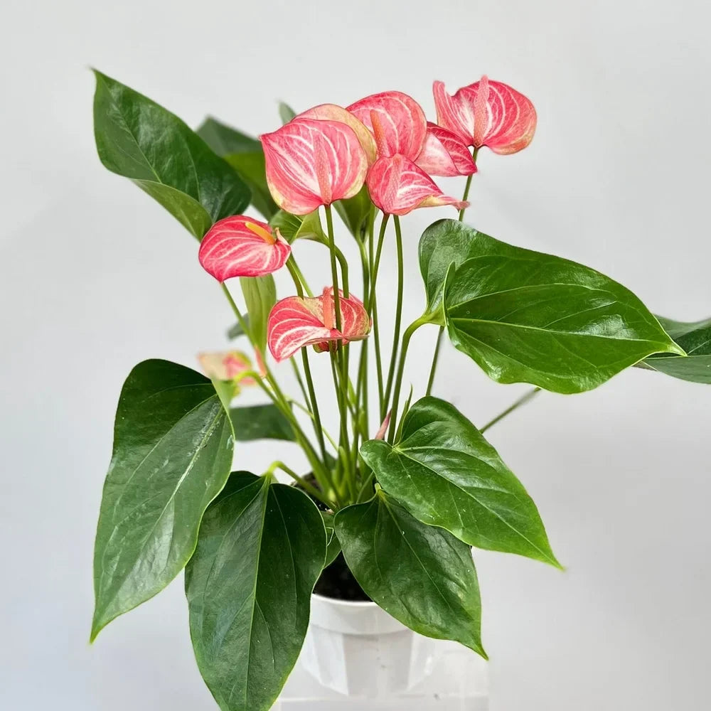 Rot anthurium blumen in garten borders