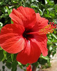 Rot hibiscus blumen in garten borders