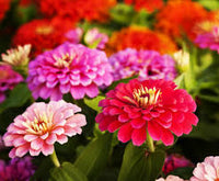 Rot lila zinnia blumen in garten borders