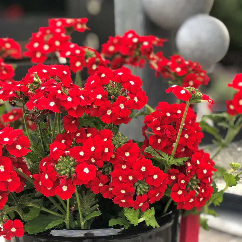 Rot verbena blumen in garten borders