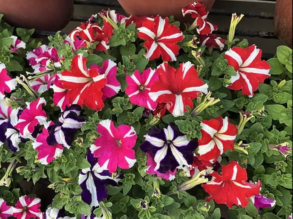 Rot gelb petunia in garten borders