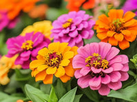 Rich braun rot zinnia blumen in garten borders