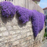 Rock cress blumen along garten border