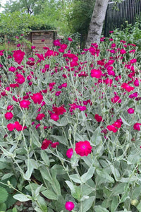 Rose campion magenta blumen in garten borders