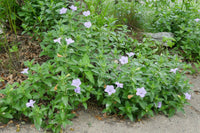 Ruellia humilis blumen in garten borders