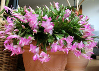 Schlumbergera blumen in garten borders