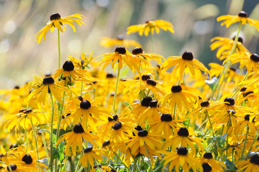 Gelb bloom samen for spartium anpflanzung blume