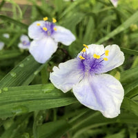 Tradescantia spiderwort in garten borders