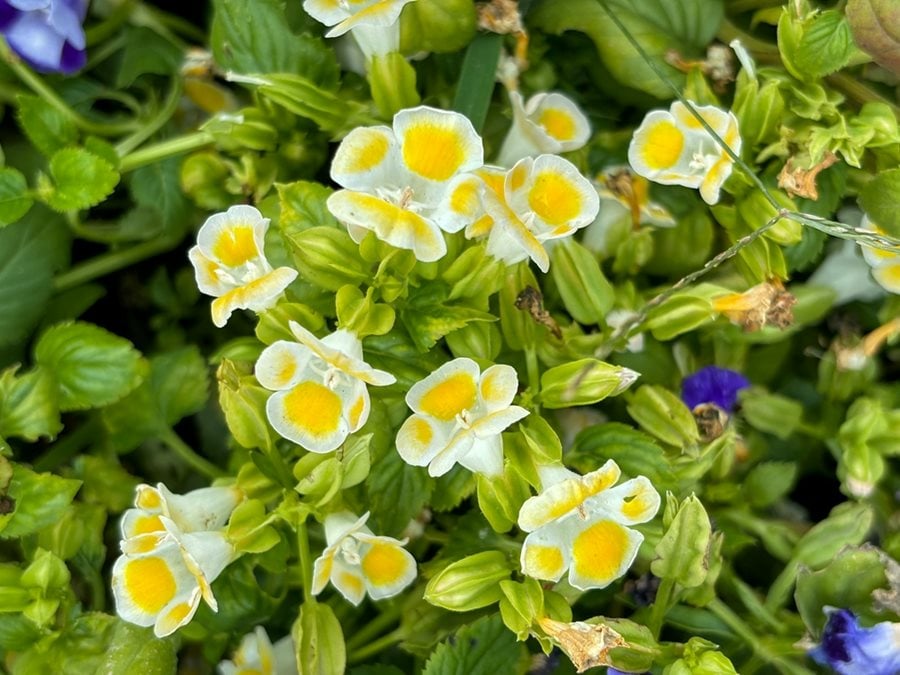 Torenia kauai blumen in garten borders