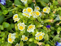 Torenia kauai blumen in garten borders