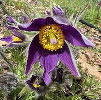Violet anemone pulsatilla blumen in garten borders