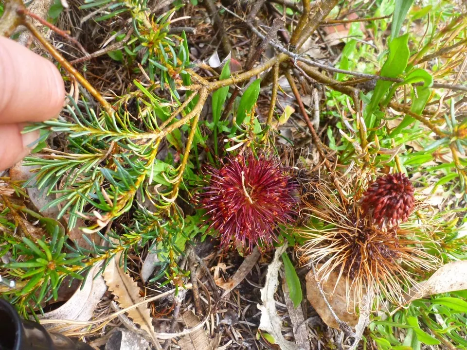 Violet banksia blumen in garten borders