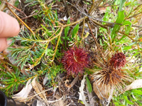 Violet banksia blumen in garten borders