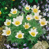 Weiß anemone pulsatilla in garten borders