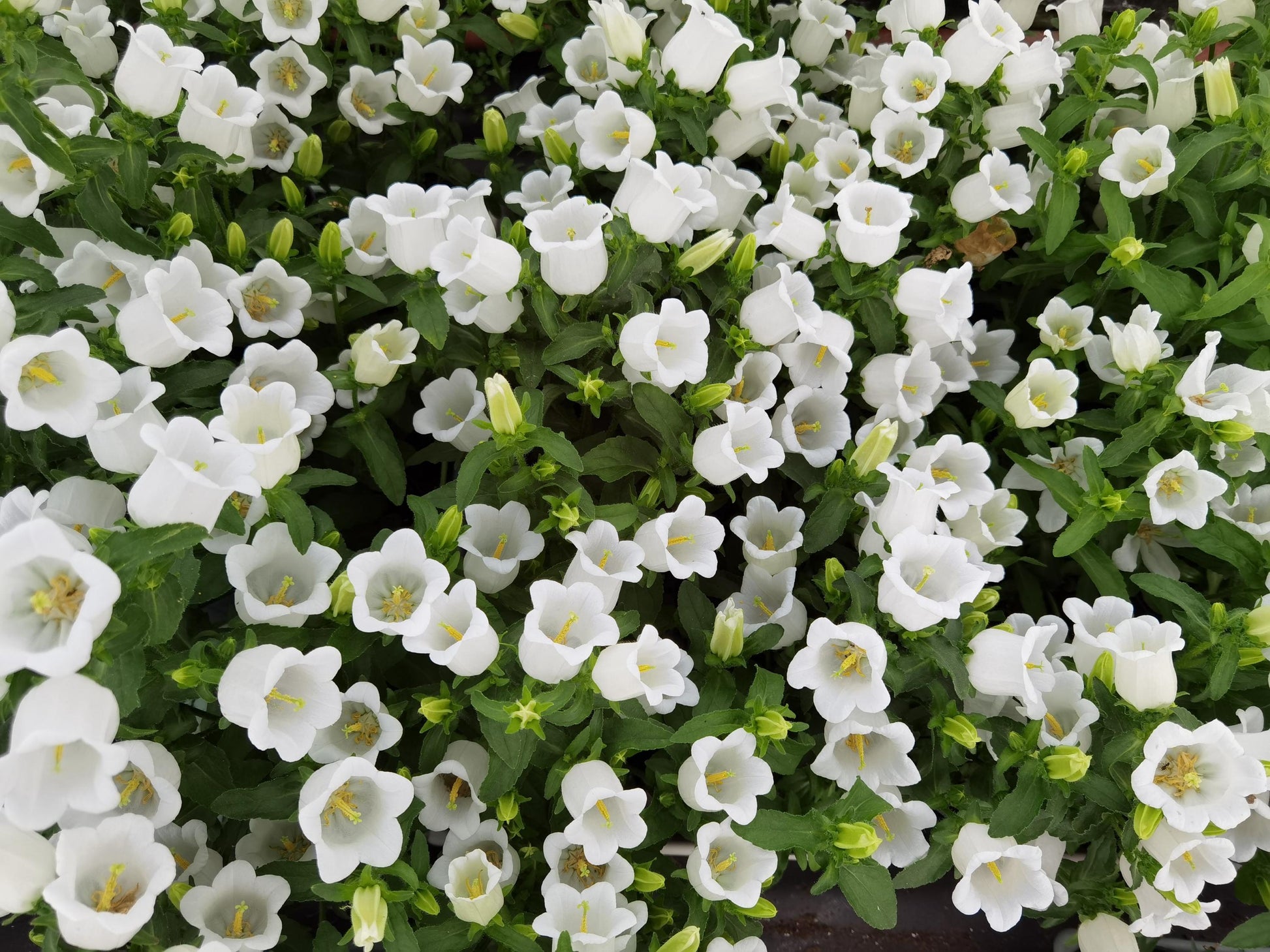 Weiß canterbury bells blumen in garten borders