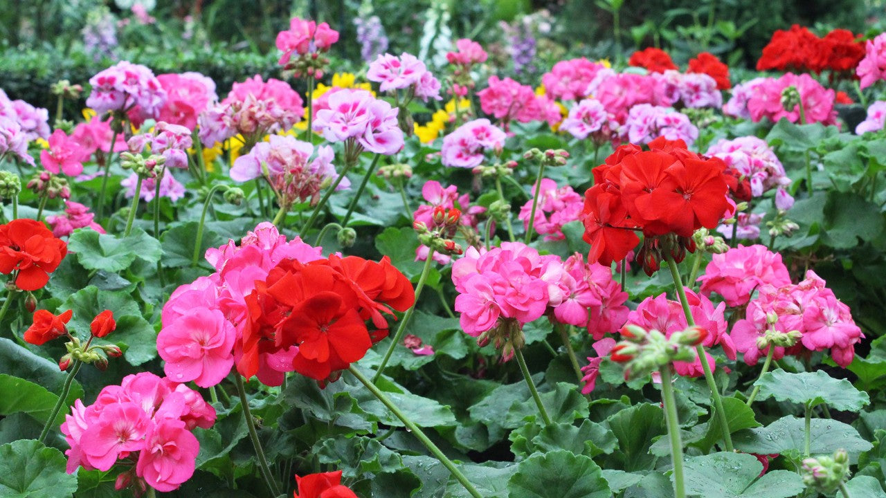 Weiß geranium blumen in garten borders