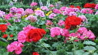 Weiß geranium blumen in garten borders