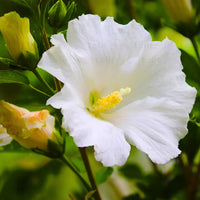 Weiß hibiscus blumen along garten border