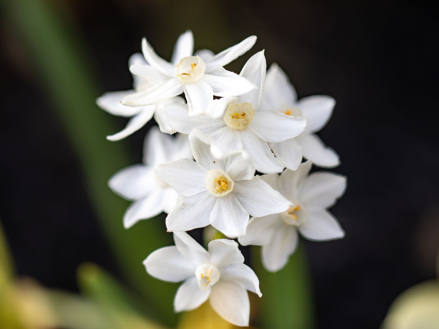 Weiß narcissus blumen in garten borders