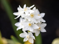 Weiß narcissus blumen in garten borders