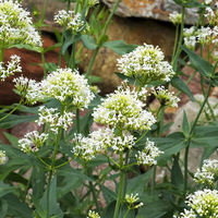 Weiß valerian blumen in garten border
