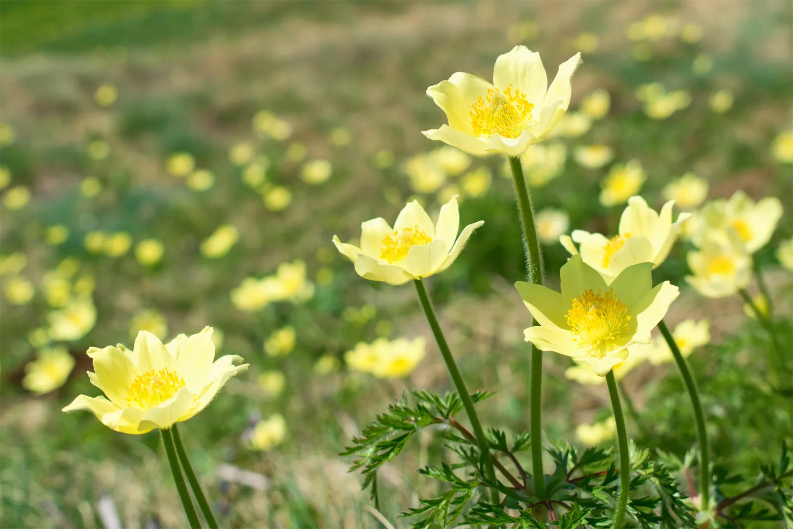 Gelb anemone pulsatilla blumen in garten borders