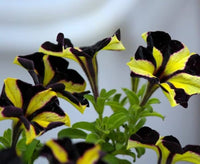 Gelb schwarz playmates blumen in garten borders