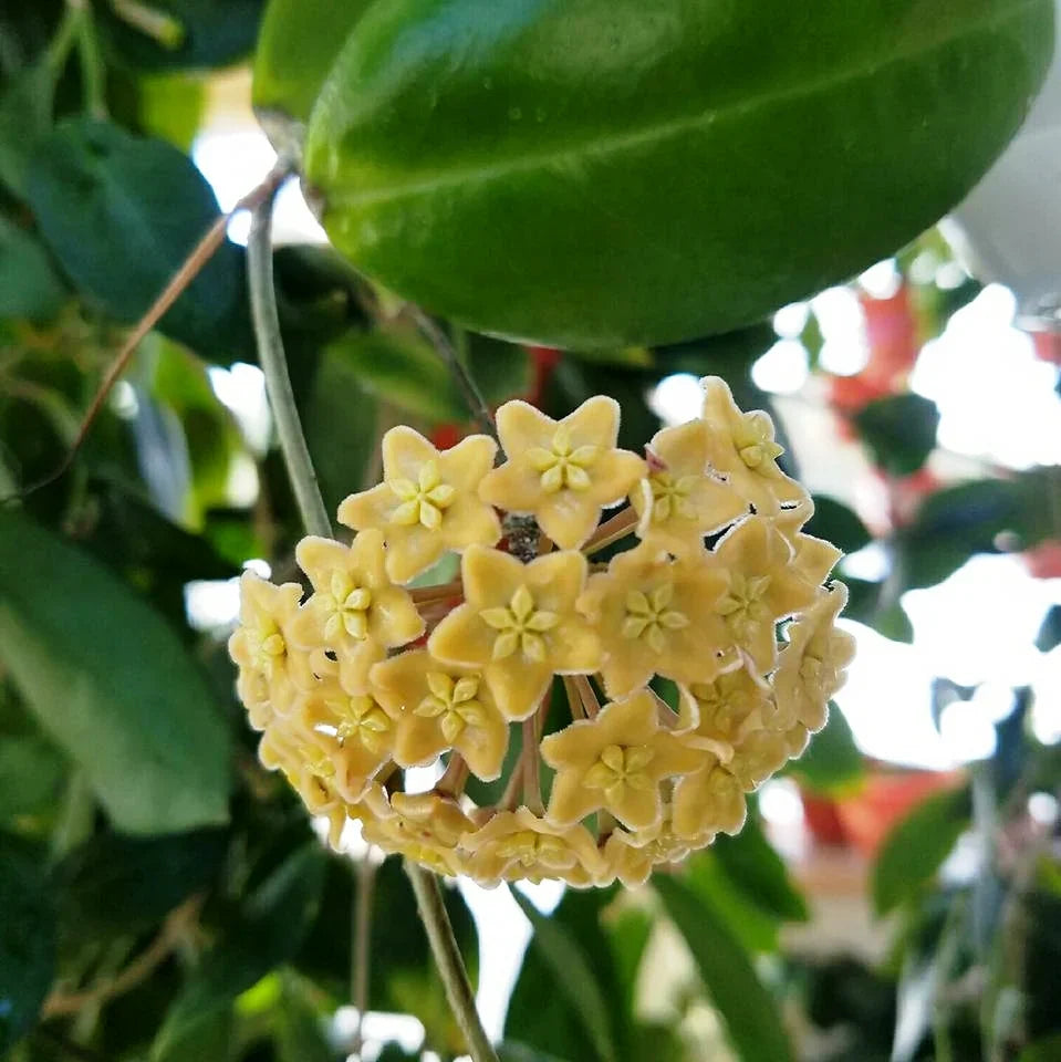 Gelb carnosa blumen in garten borders