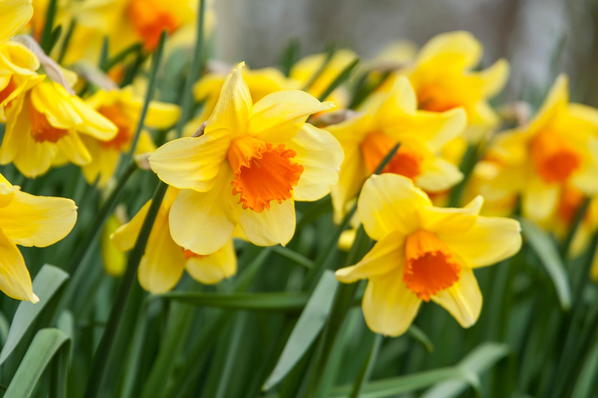 Gelb daffodil blumen in garten borders