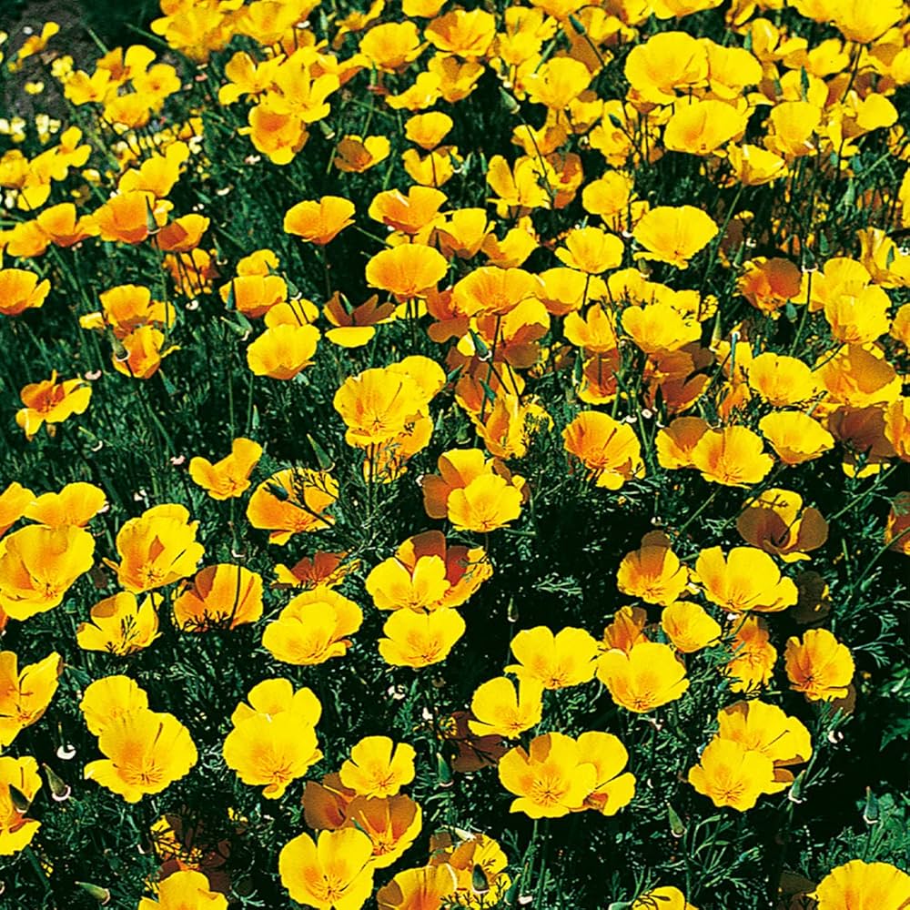Gelb eschscholtzia blumen in garten borders