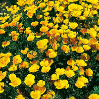 Gelb eschscholtzia blumen in garten borders
