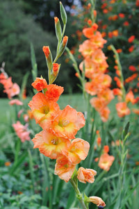 Gelb orange gladiolus in garten borders
