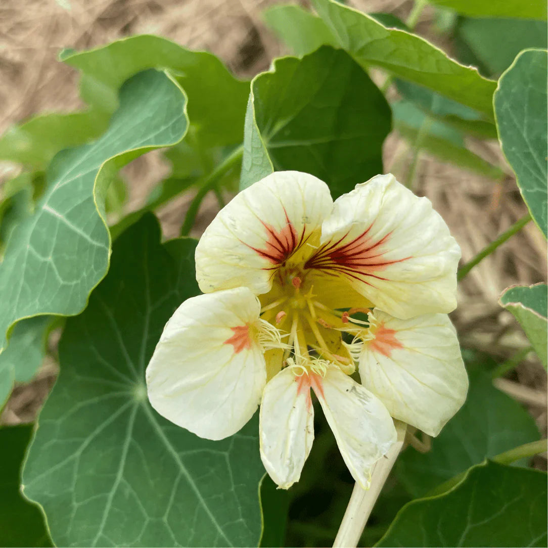Gelb peach nasturtium in garten borders