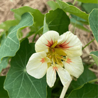 Gelb peach nasturtium in garten borders
