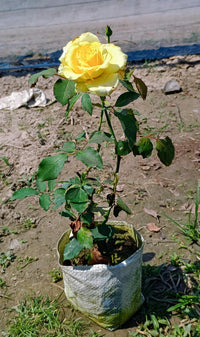 Gelb roses in garten borders
