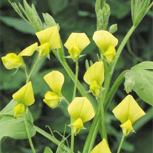 Gelb sweet pea blumen along garten border