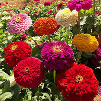 Zinnias wachsend in garten borders