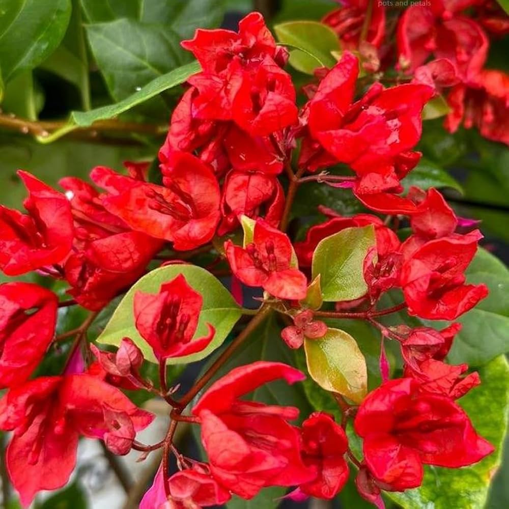 Garten bougainvillea blume samen